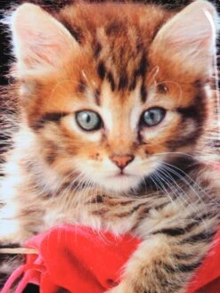 Ensemble 4 Valises Madisson Chaton -Sac et Style Boutique ensemble valise madisson 842951z